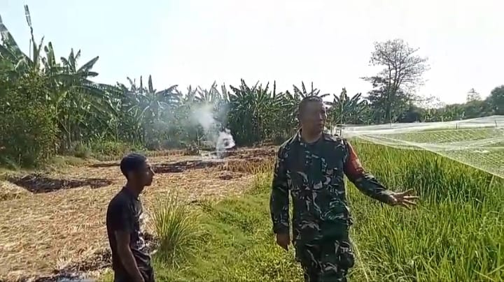 Babinsa Pulasaren dan Jagasatru Kolaborasi Dampingi Petani Dalam Pemeliharaan Tanaman Padi.