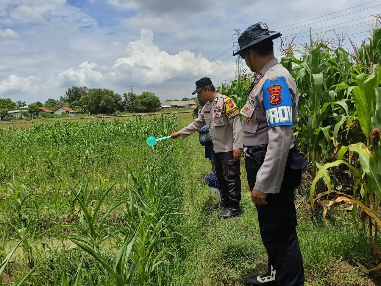 Bersama Kelompok Tani Polsek Kotabaru Melaksanakan Pemeliharaan Tanaman Jagung Dukung Ketahanan Pangan